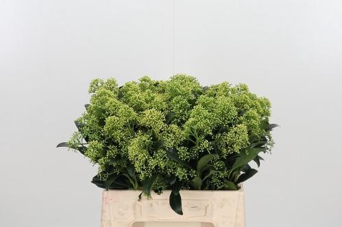 Skimmia japonica 'Frank White' per bos