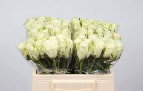 Rosa grootbloemig Athena