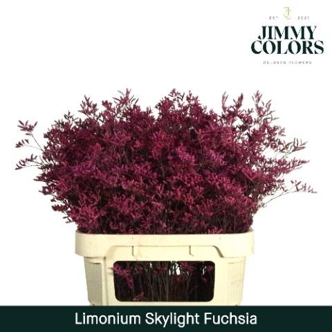 Limonium overig kleurbehandeld H%