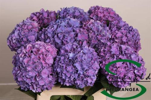 Hydrangea macrophylla 'Rodeo' (paars)