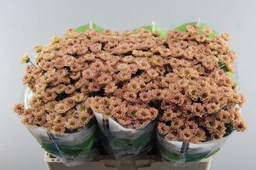Chrysanthemum Indicum Grp tros santini Rossi Smokey