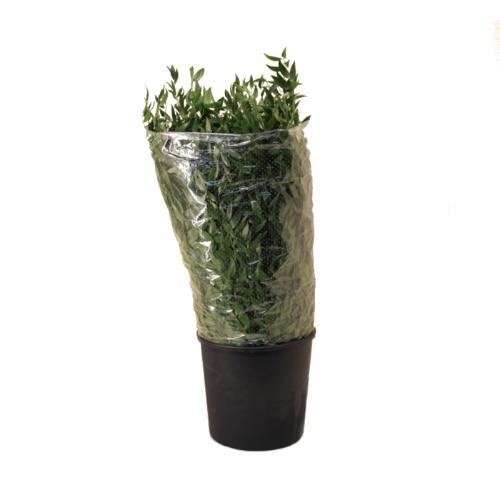 Ruscus aculeatus (klein blad)
