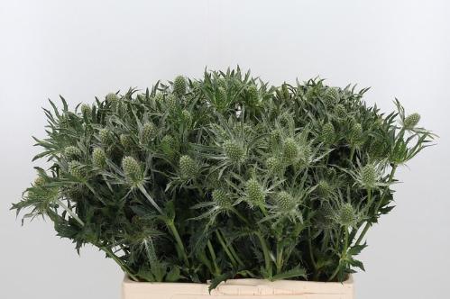 Eryngium alpinum 'White Star'