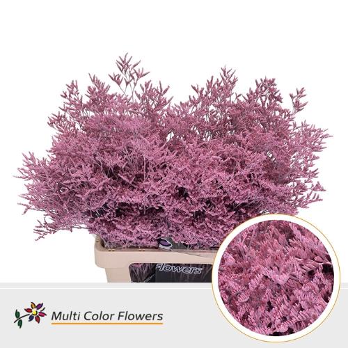 Limonium overig kleurbehandeld H%