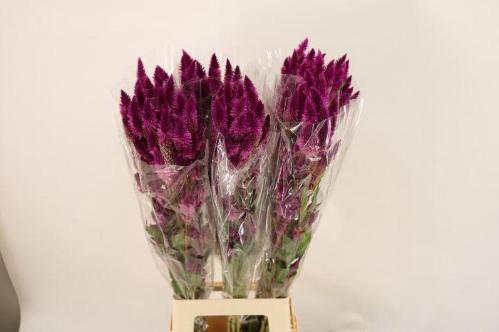 Celosia spicata Celway Purple