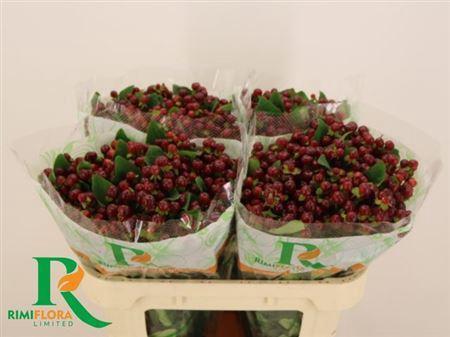 Hypericum x  inodorum Magical Cherry