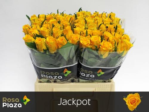 Rosa kleinbloemig Jackpot+