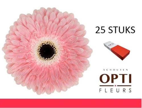 Gerbera grootbloemig 'Graceland'