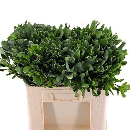 Pittosporum 'Ilan'
