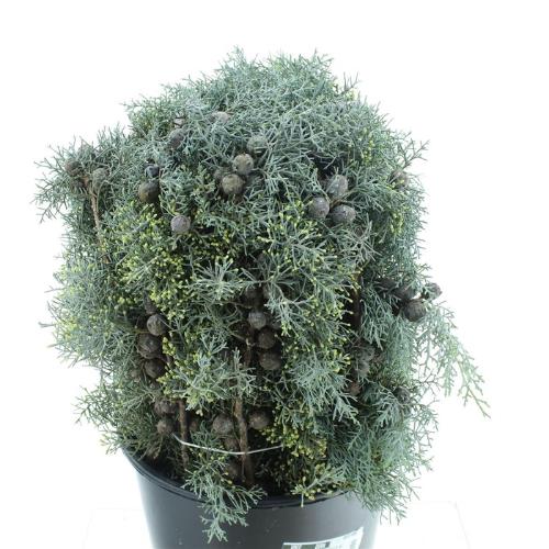 Cupressocyparis leylandii 'Gold Rider' per bos