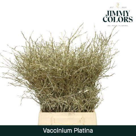 Vaccinium kleurbehandeld H%