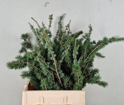 Decoratiegroen overig