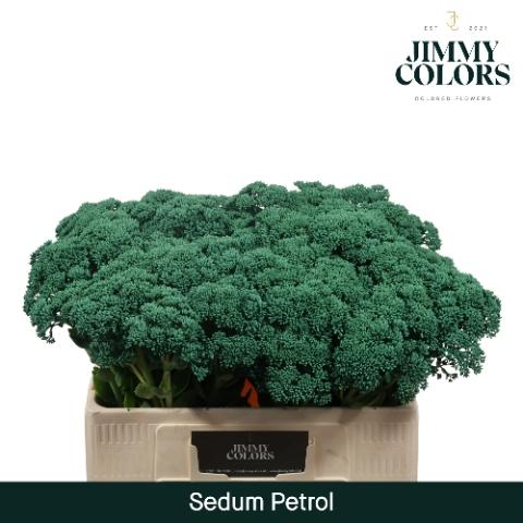 Sedum kleurbehandeld H%
