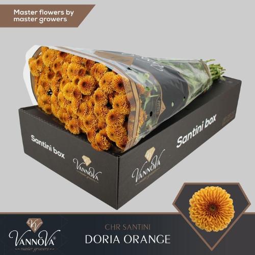 Chrysanthemum Indicum Grp tros santini Aaa Doria Orange