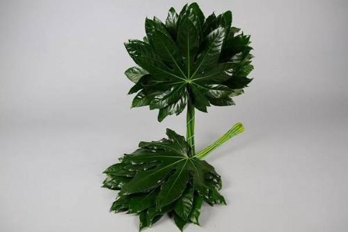 Fatsia japonica per bos