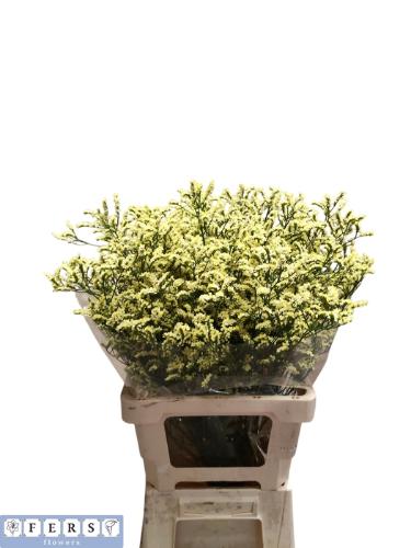 Limonium sinensis China Summer
