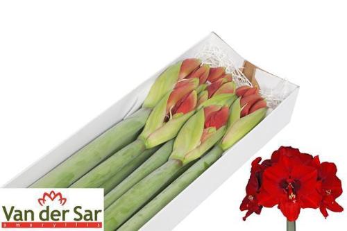 Hippeastrum Galaxy Grp 'Ferrari'