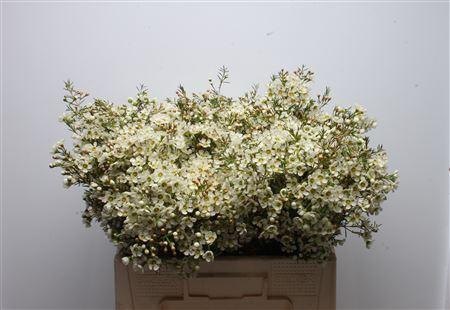 Chamelaucium 'Ivory Pearl'