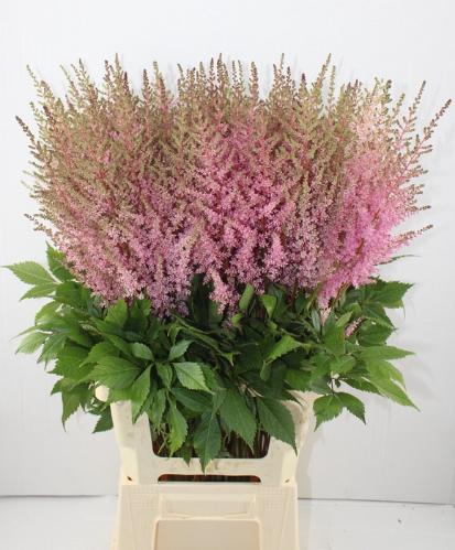 Astilbe Arendsii Grp 'Erika'