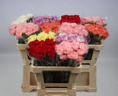 Dianthus standaard gemengd