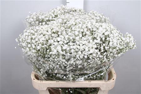 Gypsophila paniculata Xlence