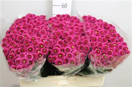 Chrysanthemum (Indicum Grp) tros santini AAA Purpetta