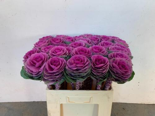 Brassica oleracea 'Red Crane'