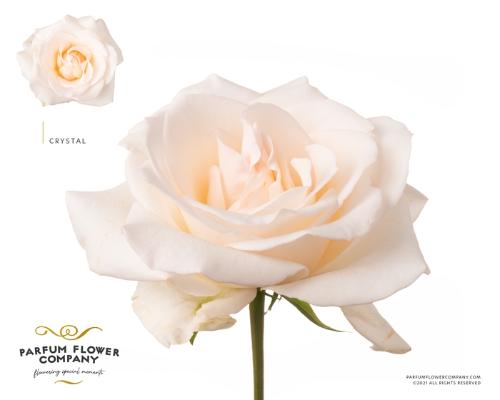 Rosa grootbloemig overig