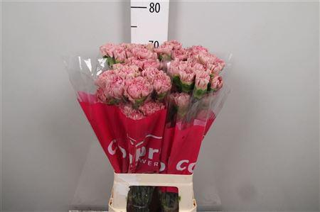 Dianthus standaard 'Lege'
