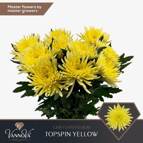 Chrysanthemum (Indicum Grp) geplozen Topspin Yellow