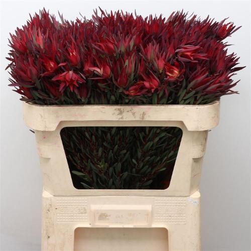 Leucadendron coniferum 'Blushed Pearl'