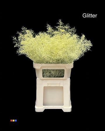 Limonium overig kleurbehandeld H%