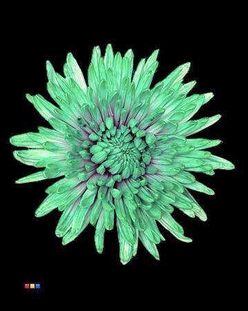 Chrysanthemum (Indicum Grp) geplozen Topspin kleurbehandeld H%