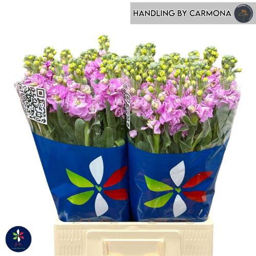 Matthiola incana 'Iron Pink'