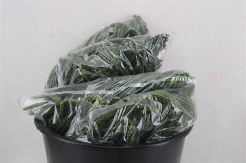 Araucaria araucana (decor)