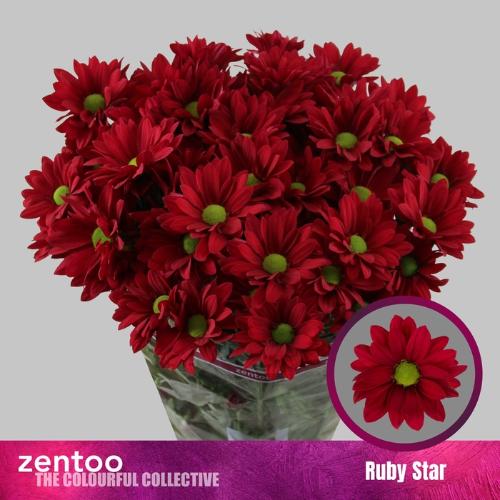 Chrysanthemum (Indicum Grp) tros Ruby Star