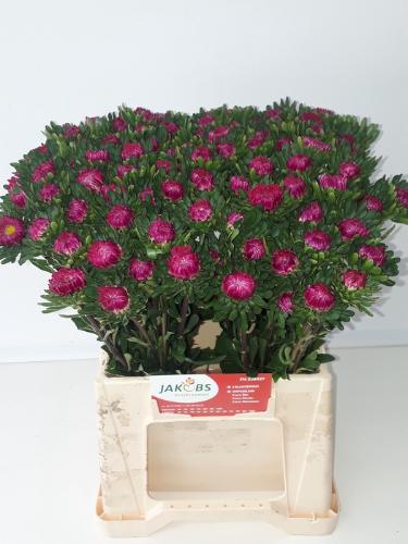 Callistephus chinensis overig