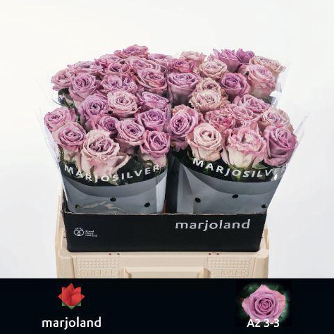 Rosa grootbloemig Nayeli!