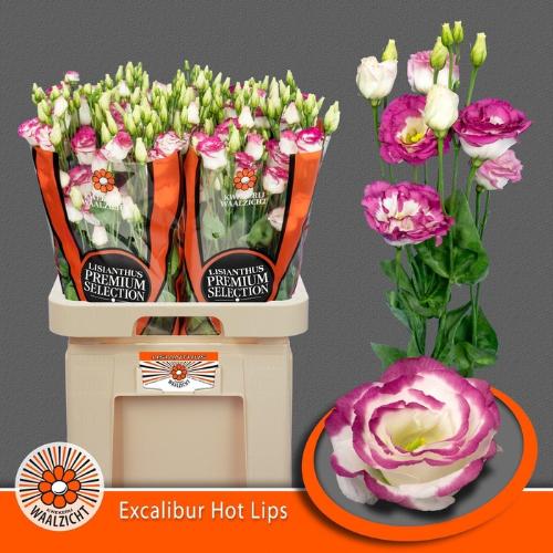 Eustoma russellianum gevuldbloemig 'Excalibur Hot Lips'