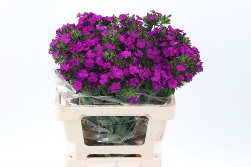 Dianthus barbatus 'Amazon Neon Purple'