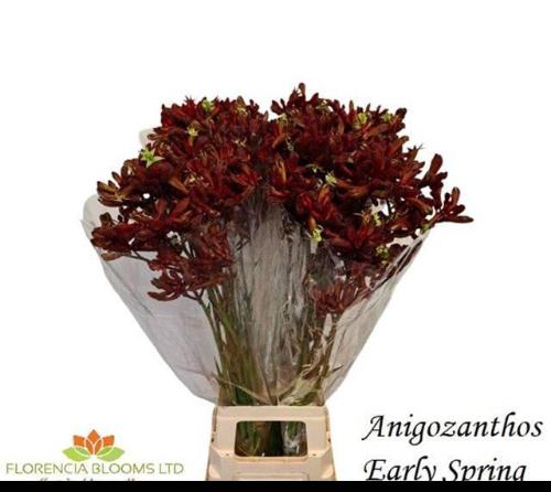 Anigozanthos 'Early Spring'