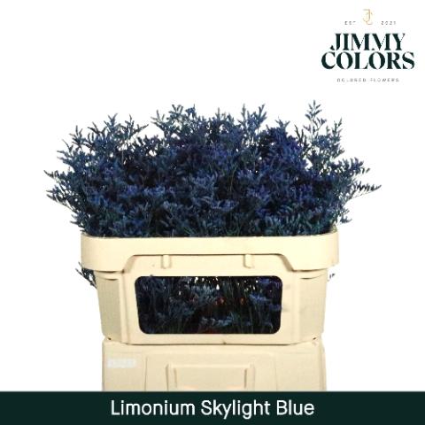 Limonium overig kleurbehandeld H%