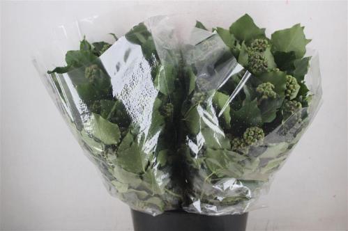 Hedera overig met bes