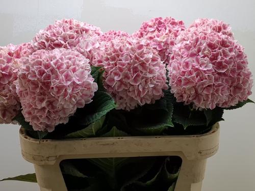 Hydrangea macrophylla 'Sunsation'