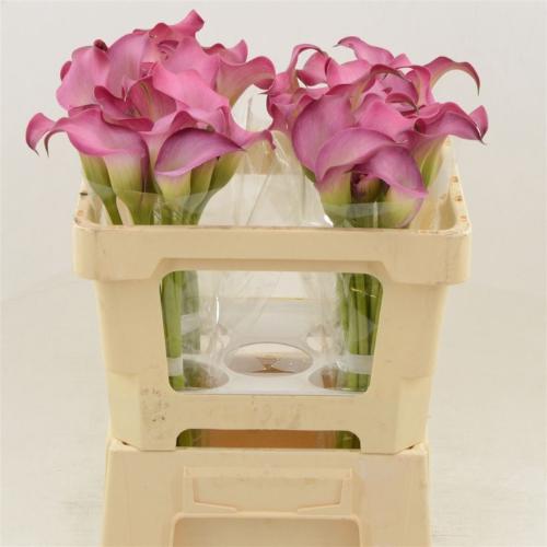 Zantedeschia 'Zazu'