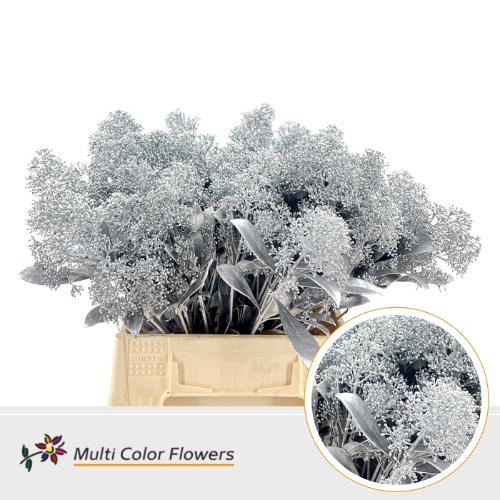 Skimmia per bos overig kleurbehandeld H%