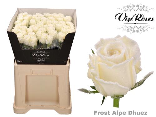 Rosa grootbloemig kleurbehandeld H%