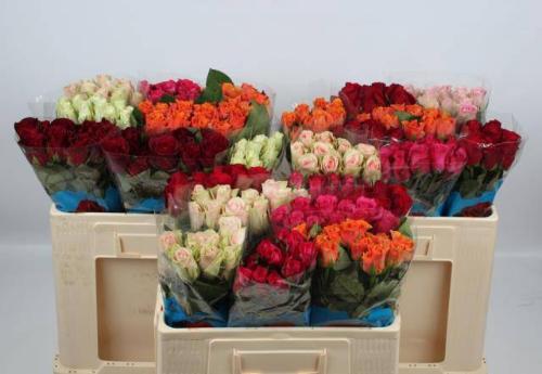 Rosa kleinbloemig gemengd in fust