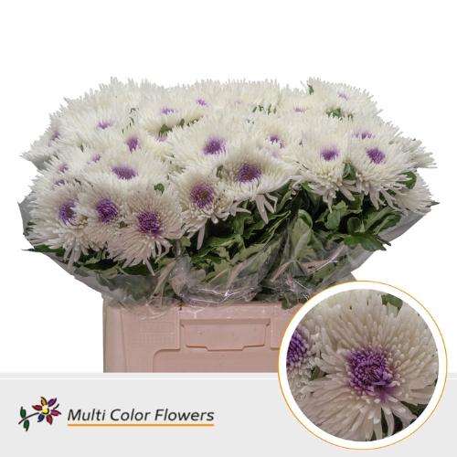 Chrysanthemum geplozen kas kleurbehandeld H%