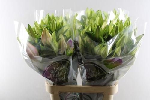 Lilium Oriental Grp 'Catemaco'